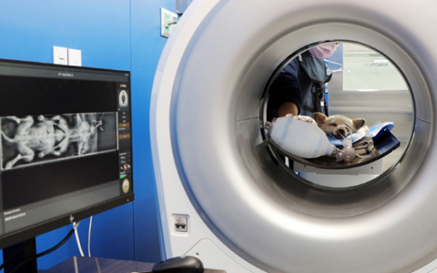 [PULSE] Vatech releases world’s first veterinary CT scanner and dental panoramic X-ray
